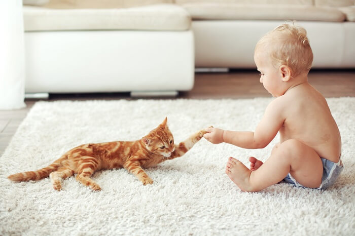 Uma adorável imagem de um gato e um bebê apertando as mãos, simbolizando uma interação encantadora e gentil entre os dois.