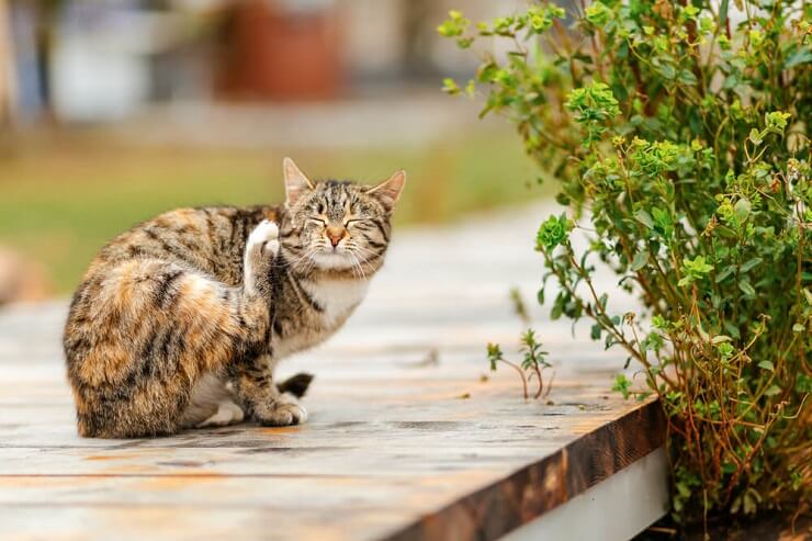 Efeitos colaterais do Frontline Plus para gatos