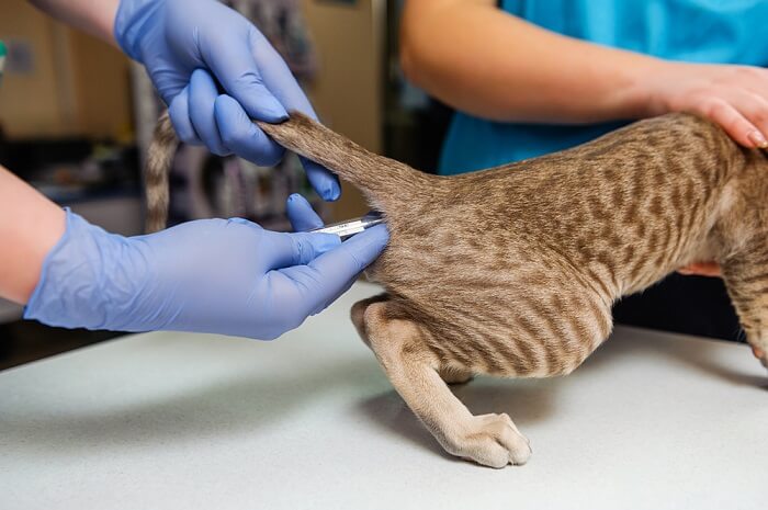 Uma pessoa que verifica a temperatura de um gato, um procedimento veterinário comum para avaliar a saúde felina.