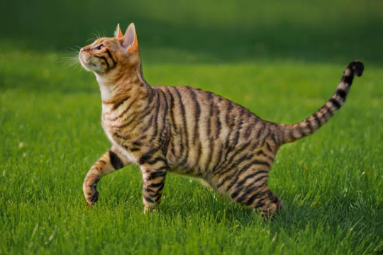 Quão Inteligentes são os Gatos? A Ciência tem uma Resposta