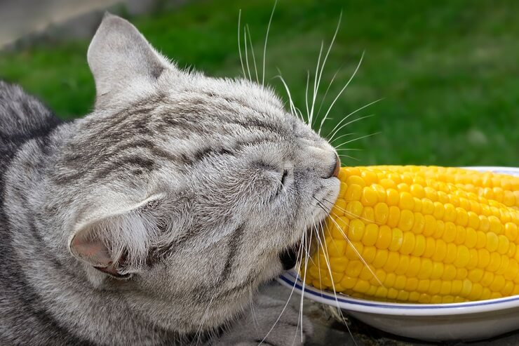 Imagem discutindo os benefícios potenciais do milho para gatos