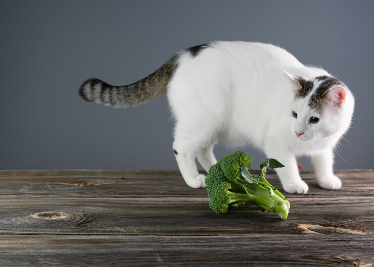 Gato experimentando brócolis, uma curiosa exploração culinária