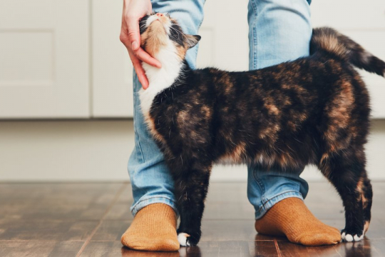 8 Maneiras de Fazer seu Gato te Amar Ainda Mais