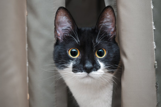 Por Que meu Gato Está me Encarando? 5 Principais Razões