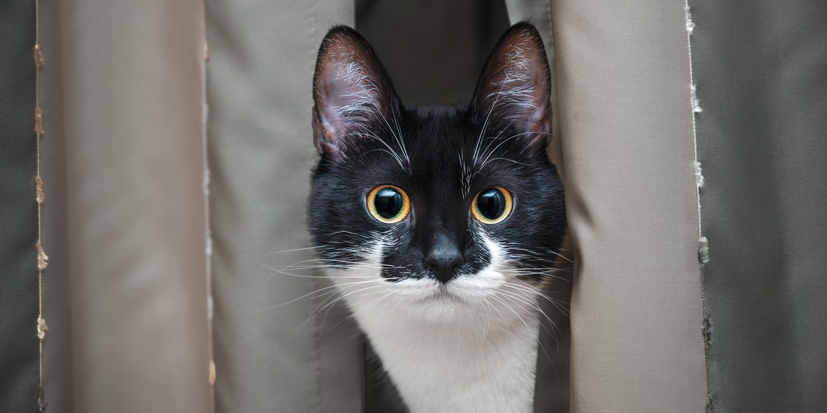 Uma imagem intrigante que captura o olhar intenso de um gato, seus olhos fixos com foco inabalável, sugerindo seu instinto natural e curiosidade.