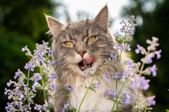 O que é Catnip (Erva-dos-Gatos)? Por que os Gatos Gostam Tanto Dela