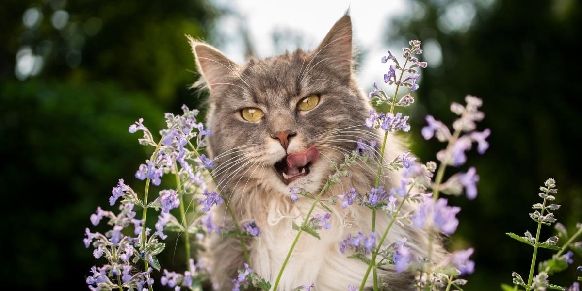 Imagem mostrando um gato saboreando erva-de-gato, retratando a resposta entusiasmada e alegre