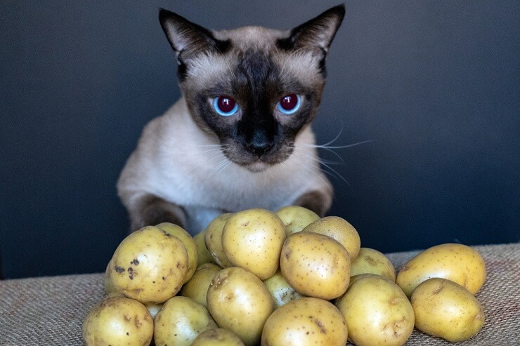 Imagem abordando a questão: 'Os gatos podem comer batatas?