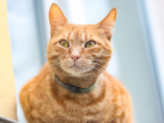 Close-up image of a cat's nose with adorable freckles, adding character and uniqueness to its facial features.