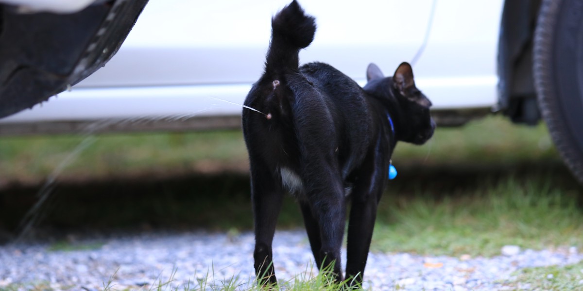 Gato borrifando urina