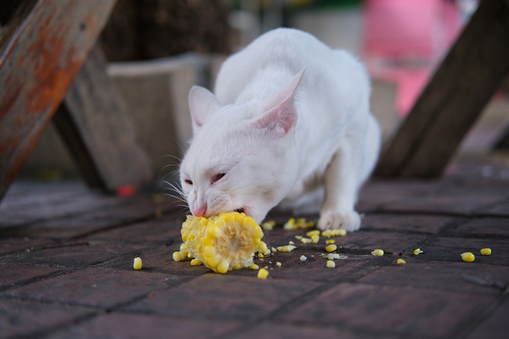 Imagem capturando um gato comendo milho, mostrando a interação de um felino com um alimento humano