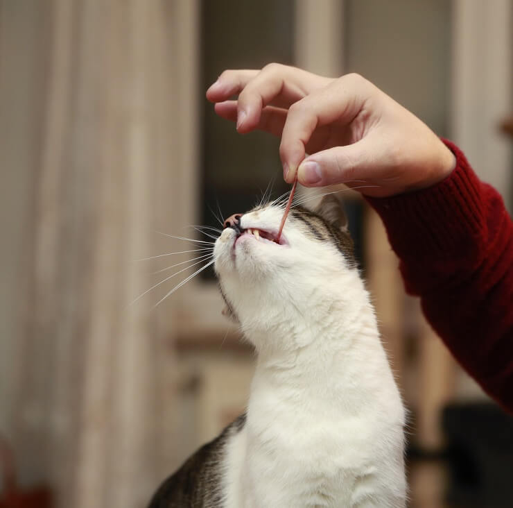 Representação visual de gatos comendo bacon