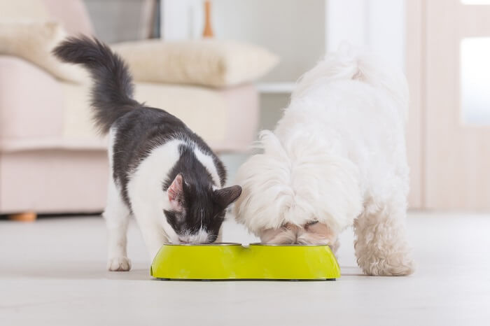 Imagem de um gato e um cachorro compartilhando pacificamente uma tigela de comida, exemplificando um momento emocionante