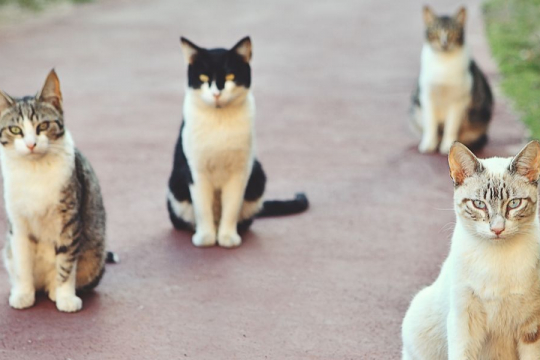 As 9 Raças de Gatos Mais Amigáveis e Carinhosas do Mundo