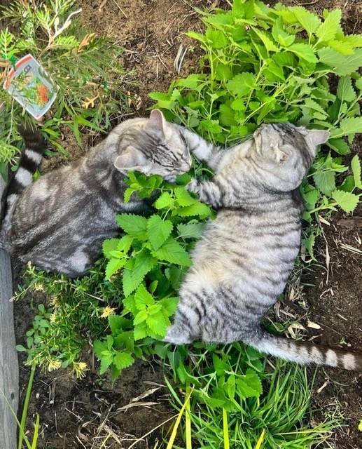 posições de dormir para gatos Cochilos em grupo social