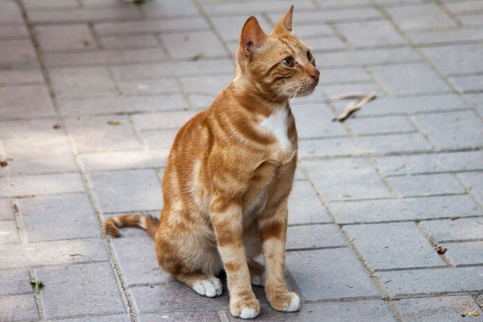 Gato Egípcio do Vale do Nilo