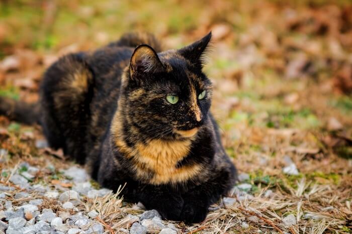 Um gato tartaruga, apresentando seu padrão de pelagem único caracterizado por uma mistura de várias cores.