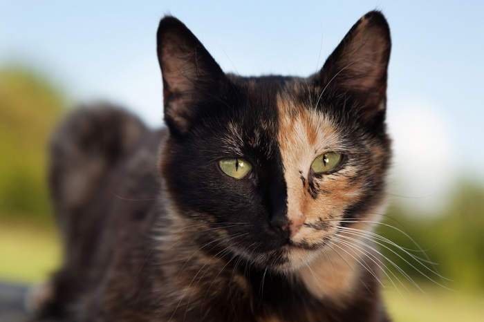 Gatos tartaruga, apresentando um padrão de pelagem único caracterizado por uma mistura de várias cores.