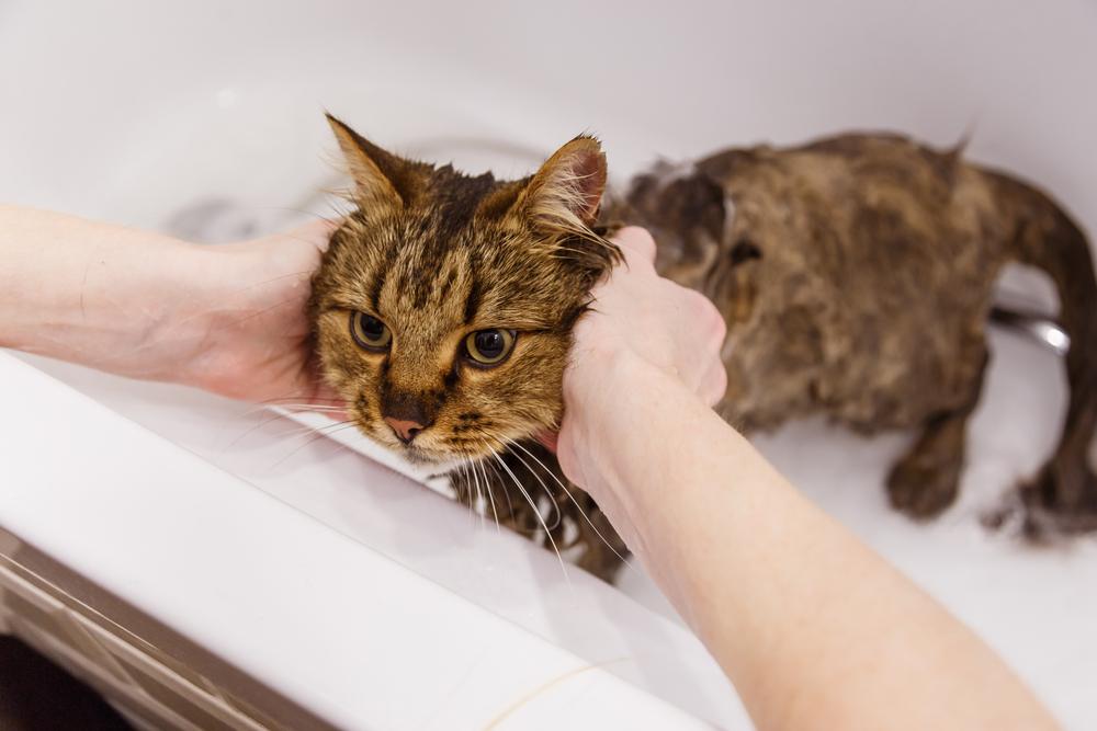 Lavando um gato no banheiro, mostrando o processo de higiene essencial para manter um felino limpo e saudável.