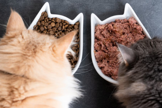 Ração Para Gatos: Úmida x Seca - Qual É Melhor?