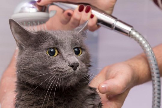 Por Que os Gatos Odeiam Água?
