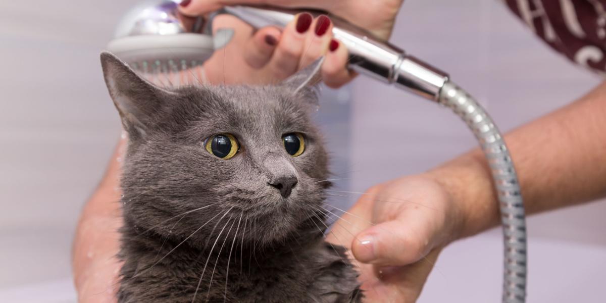 tomando banho no chuveiro de um gato azul russo doméstico