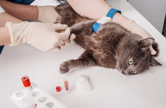 Imagem relacionada a um exame de sangue em gatos, destacando o processo de diagnóstico na saúde felina.