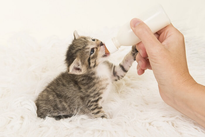 Desmame Natural vs. Desmame de um gatinho alimentado com mamadeira