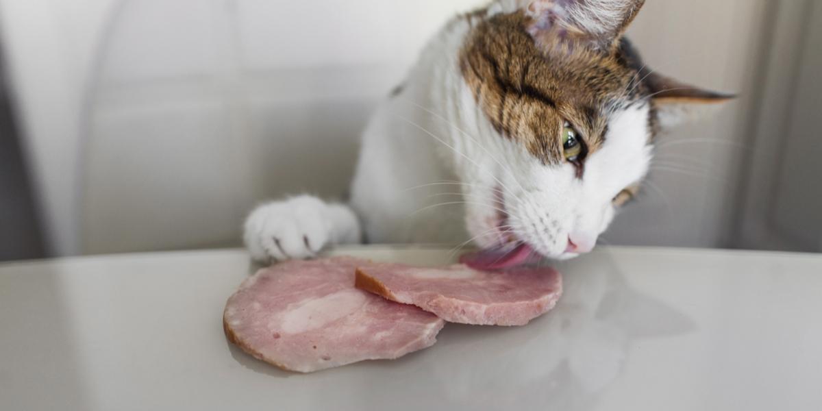 Um gato saboreando um pedaço de presunto, mostrando sua curiosidade por diferentes alimentos e sabores.