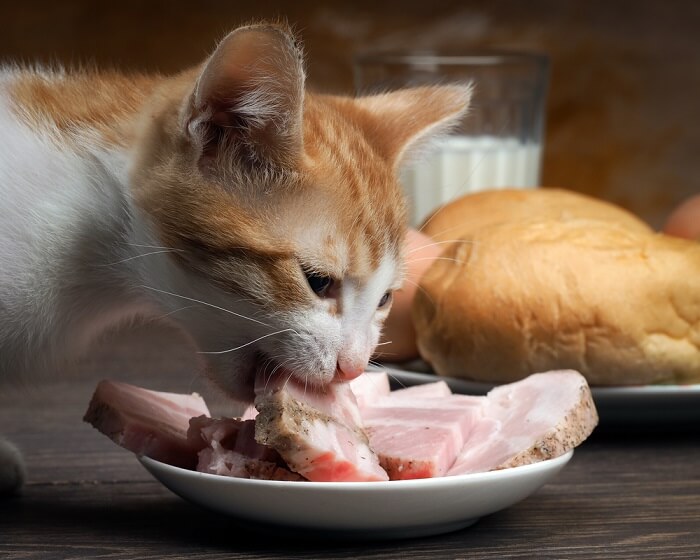 Imagem de um gato demonstrando interesse por uma fatia de presunto, capturando um momento de curiosidade e interação com a comida humana