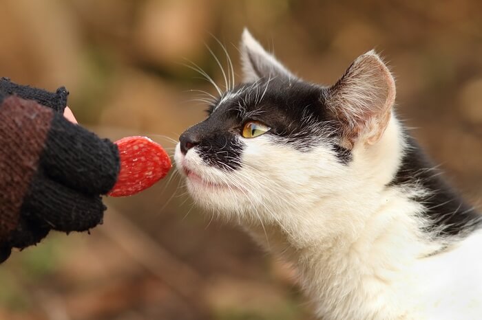 Um gato cativado por uma fatia de presunto, reflectindo a sua curiosidade pela comida e sabores humanos.