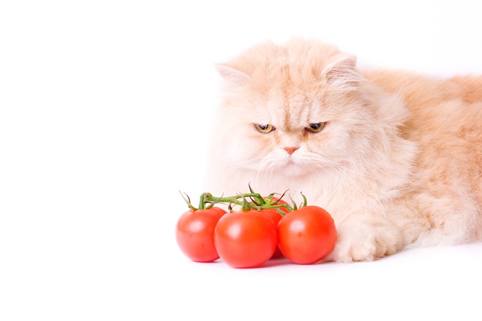 Gato curioso rodeado de tomates, ressaltando a curiosidade por comidas inusitadas.