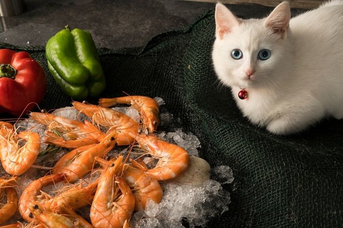 Gato concentrado se deliciando com um banquete de camarão.