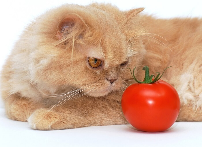 Gato curioso investigando um tomate, levantando questões sobre as preferências alimentares dos felinos.