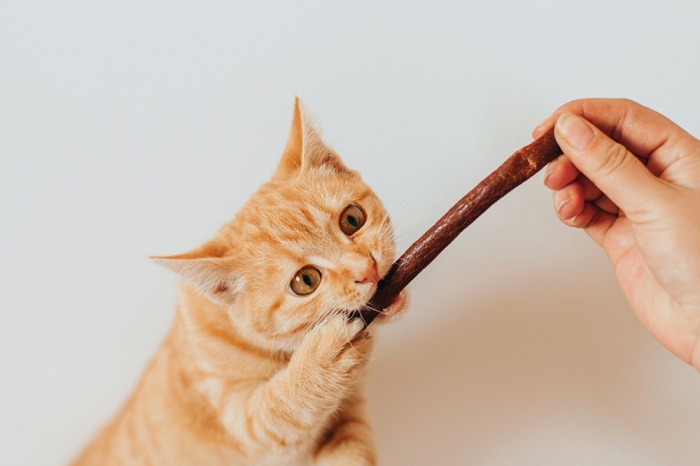 Gato comendo uma guloseima para mastigar