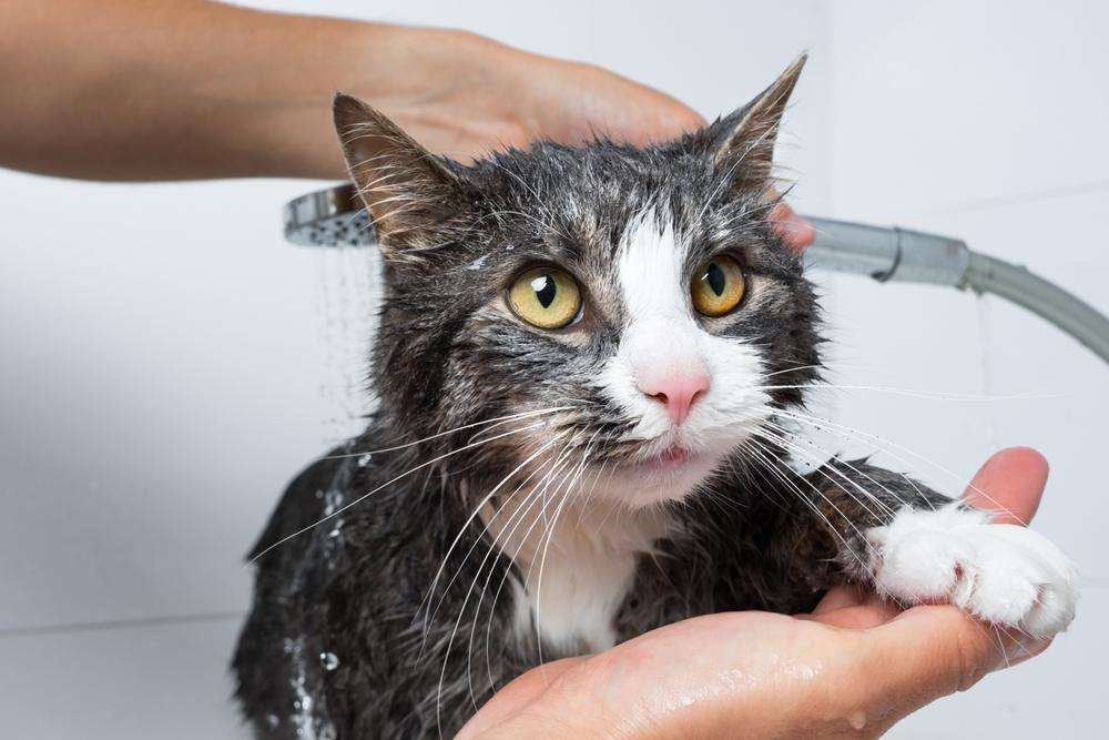 Preparação de gatos.