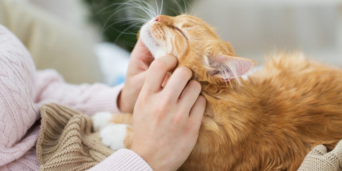 Um gato demonstrando carinho e amor pelo seu dono, enfatizando o vínculo entre os gatos e seus cuidadores humanos.