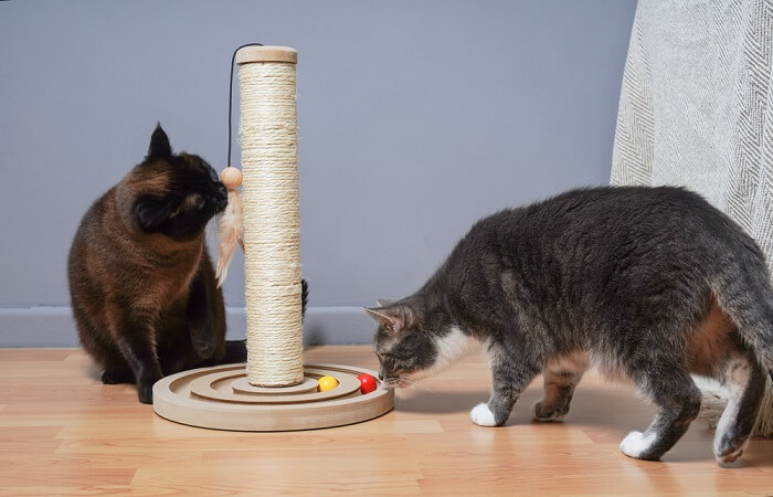 Gato enérgico no meio da brincadeira, exibindo travessuras alegres e movimentos animados.