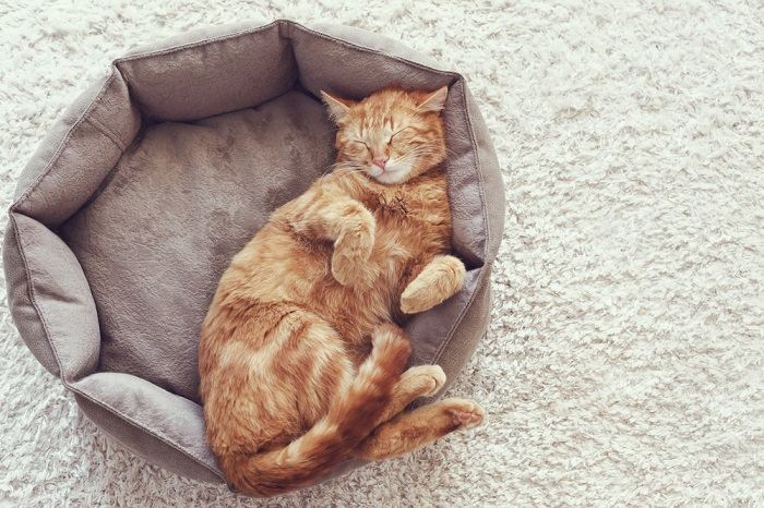 Um gato em sono profundo, confortavelmente aconchegado e dormindo pacificamente, personificando a tranquilidade e o descanso do repouso felino.