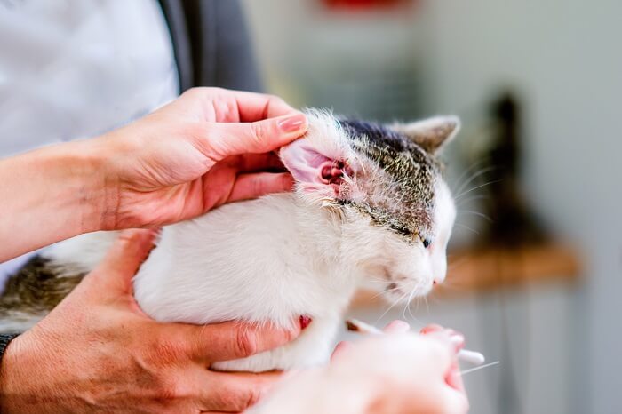 Dentro da orelha de um gato, mostrando a anatomia dos canais auditivos felinos e a importância da saúde auditiva.