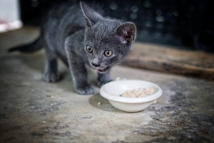 Gatinho energético desfrutando deliciosamente de uma refeição de arroz.