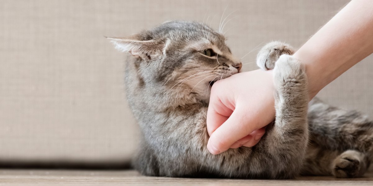 Gato brincalhão com olhos arregalados e dentes à mostra, exibindo uma expressão de “não morder”.