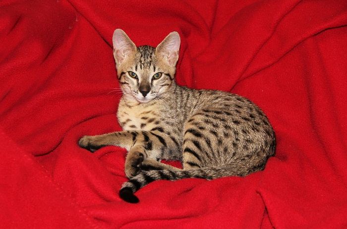 Imagem de um gato Savannah, raça conhecida por sua aparência marcante que lembra um serval africano selvagem, mostrando suas características únicas e cativantes.