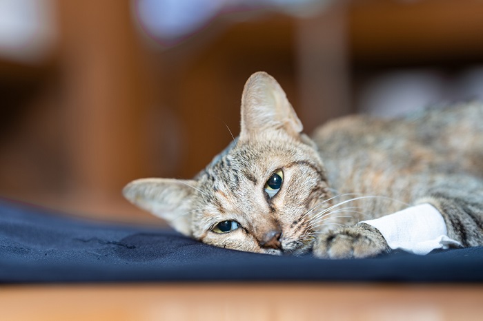 Pressão arterial baixa em gatos (hipotensão em gatos)