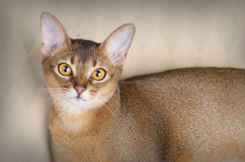 Linda imagem de uma gata Ruddy Abyssinian, destacando a elegância e aparência marcante deste felino