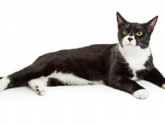 A photograph of a black and white cat