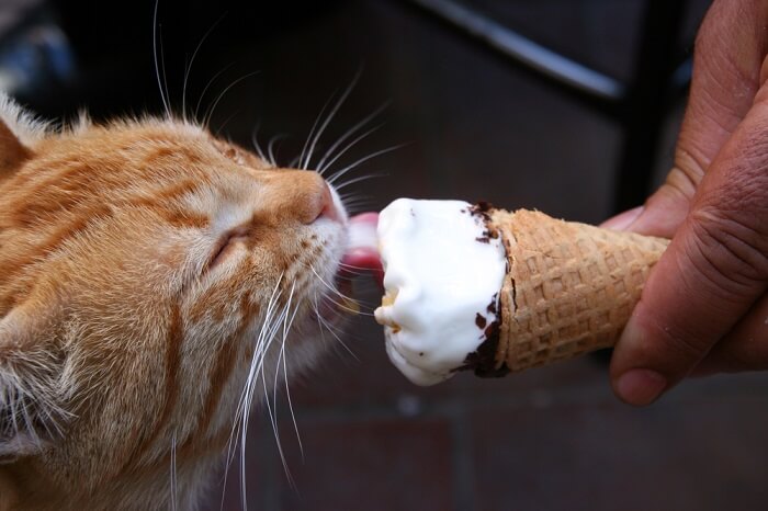 Um gato lambendo um pouco de sorvete de brincadeira, demonstrando sua curiosidade por novos sabores e texturas