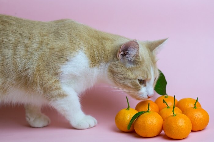 Um gato cheirando uma laranja com curiosidade, demonstrando sua curiosidade natural e exploração de diferentes aromas