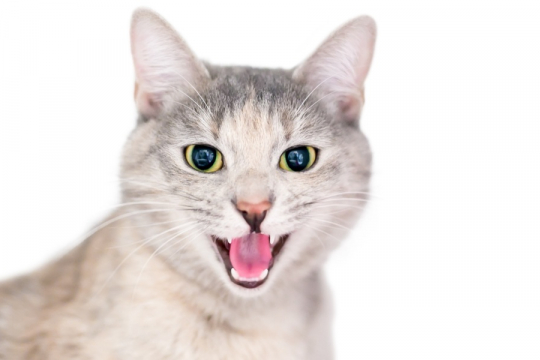 7 Vocalizações Comuns de Gatos e o que Elas Significam