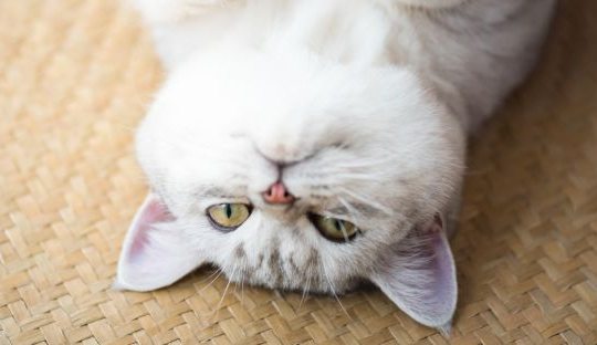 Estudo Mostra que Gatos podem Comunicar Sofrimento com Doenças Falsas